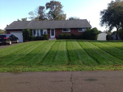 Pennsylvania_Turf_Ellis_John_3weeks